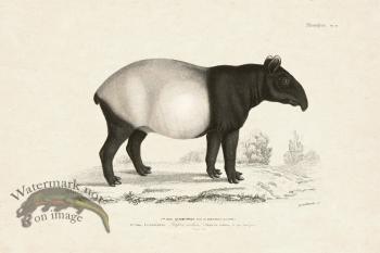 FNH 21 Malayan tapir